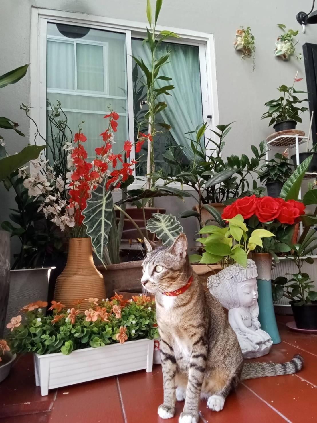 Vlodge House Chiang Mai Ngoại thất bức ảnh
